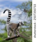 lemur standing on a tree against a forest background