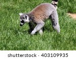 lemur walking 