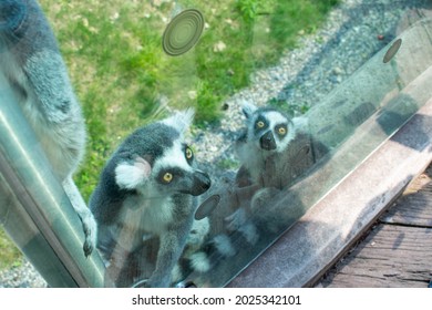 Lemur In ZOO. Lemurs Family. Lemuriformes. 