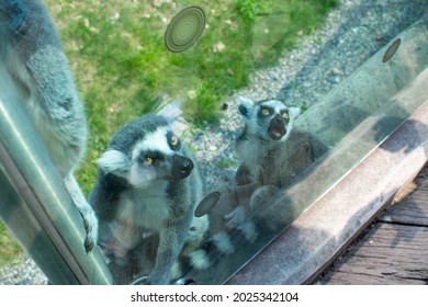 Lemur In ZOO. Lemurs Family. Lemuriformes. 