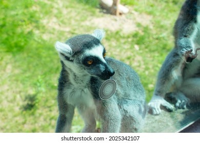 Lemur In ZOO. Lemurs Family. Lemuriformes. 