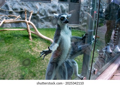 Lemur In ZOO. Lemurs Family. Lemuriformes. 