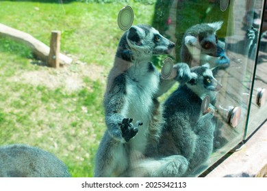 Lemur In ZOO. Lemurs Family. Lemuriformes. 