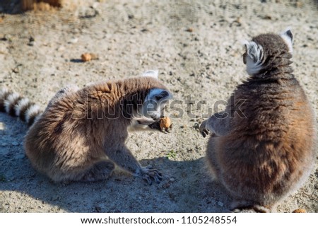 Similar – Image, Stock Photo Portrait of a ring-tailed lemur (Lemur catta)