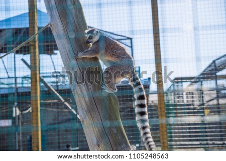 Similar – Image, Stock Photo Portrait of a ring-tailed lemur (Lemur catta)