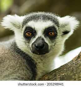 Lemuriformes Is An Infraorder Of Primate That Falls Under The Suborder Strepsirrhini. It Includes The Lemurs Of Madagascar, As Well As The Galagos And Lorisids Of Africa And Asia