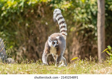 Lemuriformes, Infraorder Of Primate That Falls Under The Suborder Strepsirrhini. It Includes The Lemurs Of Madagascar, As Well As The Galagos And Lorisids Of Africa And Asia, Walking On The Grass