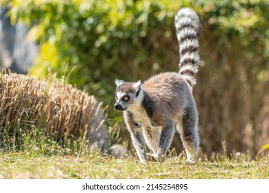 Lemuriformes, Infraorder Of Primate That Falls Under The Suborder Strepsirrhini. It Includes The Lemurs Of Madagascar, As Well As The Galagos And Lorisids Of Africa And Asia, Walking On The Grass