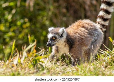 Lemuriformes, Infraorder Of Primate That Falls Under The Suborder Strepsirrhini. It Includes The Lemurs Of Madagascar, As Well As The Galagos And Lorisids Of Africa And Asia, Walking On The Grass