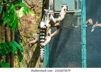 The Lemuriformes (lemur) Is Sitting On The Tree