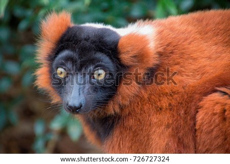 
lemurs