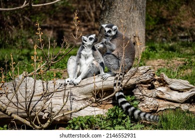 Lemurs couple in the zoo - Shutterstock ID 2146552931