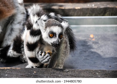 Lemurs Eating At A Zoo