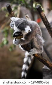 Lemurs Eating At A Zoo