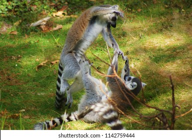 Lemurs Are Fighting 