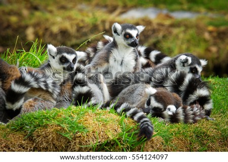 lemurs in the grass, Ring-tailed Lemur (Lemur catta)