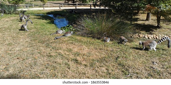 Lemurs (Lemuriformes) In An Animal Park On A Sunny Day.