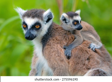 Lemurs Of Madagascar