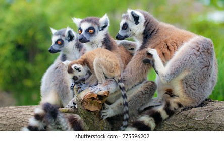 Lemurs Of Madagascar