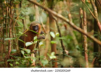 Lemurs of Madagascar protection: Golden bamboo lemur, Hapalemur aureus, wild animal, critically endangered bamboo lemur feeds on  bamboo foliage. Ranomafana national park, Madagascar.