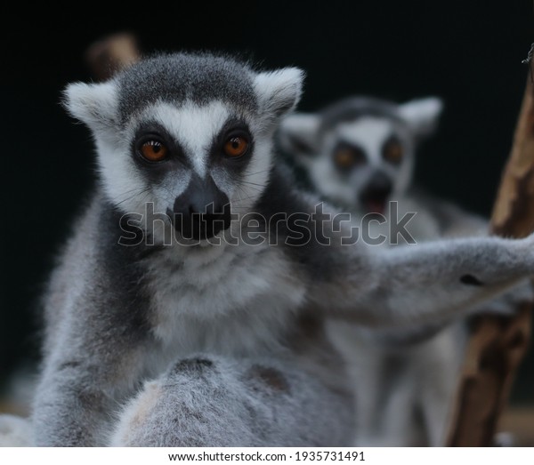 Lemurs are\
mammals of the order Primates, divided into 8 families and\
consisting of 15 genera and around 100 existing species. They are\
native only to the island of\
Madagascar.