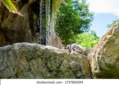 Lemurs Are A Primate Infraorder Of The Suborder Of The Strepsirrhini, Endemic To Madagascar.