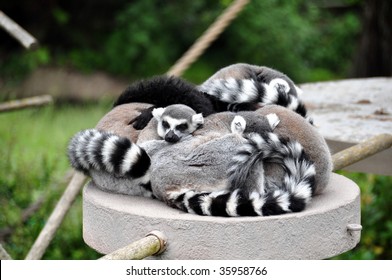 Lemurs At Rest At The San Francisco Zoo.