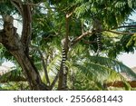 Lemurs sitting on a tree, enjoying the surrounding nature. These cute and playful animals create an atmosphere of wildlife and harmony in the tropical forest.