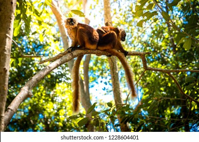 Lemurs Standing On A Tree Endemic Of Lokobe Island In Nosy Be, Madagascar, Africa