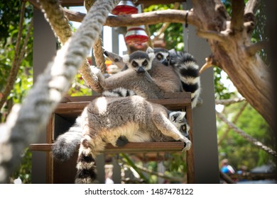 Lemurs In Sydney Zoo Australia