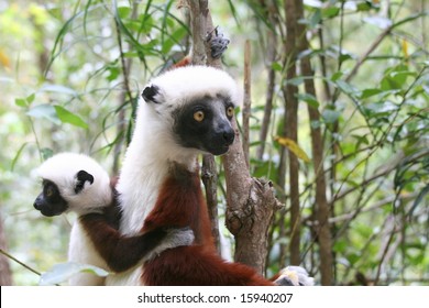 Lemurs (Verreaux's Sifaka), Madagascar