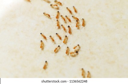 A lens blur with a close up look of a red pharaohs ant resting at the brigh light before searching for food in a house.