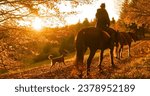 LENS FLARE: Back view of a lady on morning horse ride through autumn countryside. She is enjoying an early walk in golden light by the colorful forest in company of her beautiful horses and a dog.