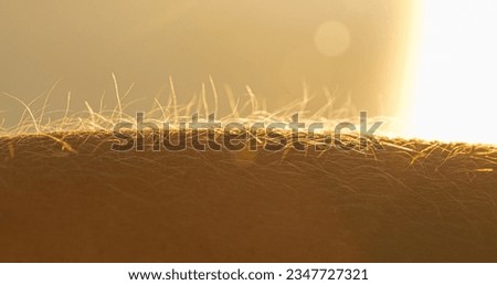 LENS FLARE, MACRO: Human hand with upright body hairs glowing in golden sunlight. Detailed view of a hairy arm with goosebumps. Young person reacts to the cold from a chilly breeze blowing at sunset.