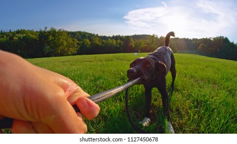 LENS FLARE, POV Stubborn Black Puppy Pulling On A Destroyed Frisbee After Playing With Its Owner In The Quiet Field. Happy Border Collie Dog Having Fun In The Summer Nature Tugging On Its Black Toy.