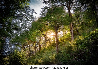 Lens Flare Of Sun In The Forest Of Southern Chile, Green Nature Of Latin America. Lonquimay