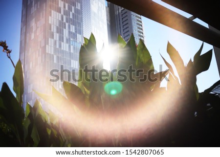 A lens flare from thesun between two buildings crowning a plant.
