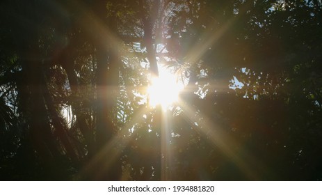 Lens flare through trees. nature background.