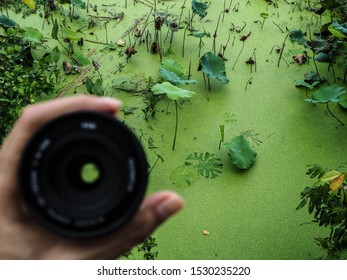 Lens To Take Pictures. Photographer's Perspective. Camera Lens Through A Lotus Pond With Green Water Background.