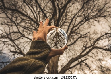 lensball and a tree in the background