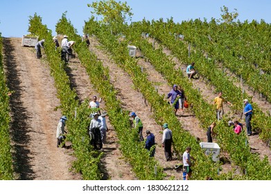 Lenswood, South Australia / Australia - March 13, 2013: Harvest of Riesling wine grapes by temporary workers (often 'backpackers' on work holidays) in vineyard of the Adelaide Hills