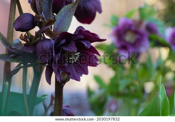 Lenten hellebore or\
Christmas rose flowers in springtime. Hellebores semi double\
flowers by the borders of a path in the garden. Hybrid hellebores\
or Christmas rose\
flower.