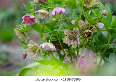 Lenten rose or hellebore Double Ellen Picotee flowers. Densely double large Christmas rose flower blooms. Hellebore planting in the garden in semi shade.