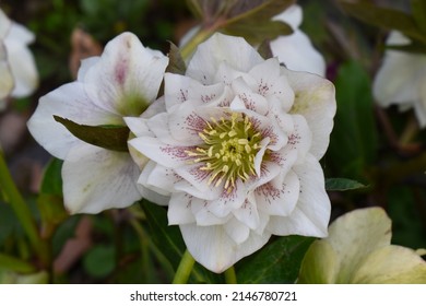 Lenten Rose (Helleborus Orientalis) Blooming In The Garden