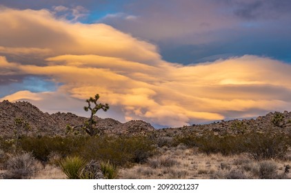 Lenticular Cloud Gathers Over Joshua Tree At Sunset On Winter Day