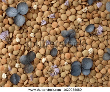 Lentil cereal texture in colors, ecological vegetarian food, background in detail