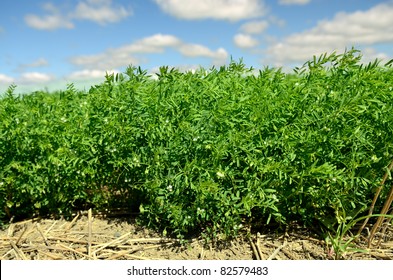 Lentil Crop In Saskatchewan Farm Field