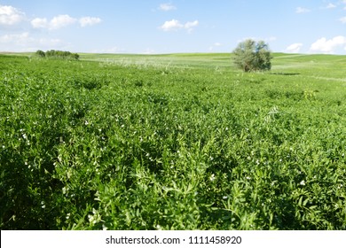 Lentil Field And Flowering Lentil Plant,