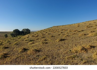 Lentil Field Harvested In Continental Climate,