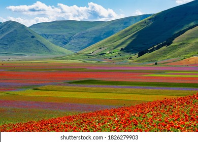 Lentil flowering with poppies and cornflowers in Castelluccio di Norcia, national park sibillini mountains, Italy, Europe - Shutterstock ID 1826279903